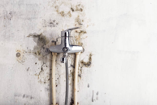 Dalhart, TX Mold Removal Company