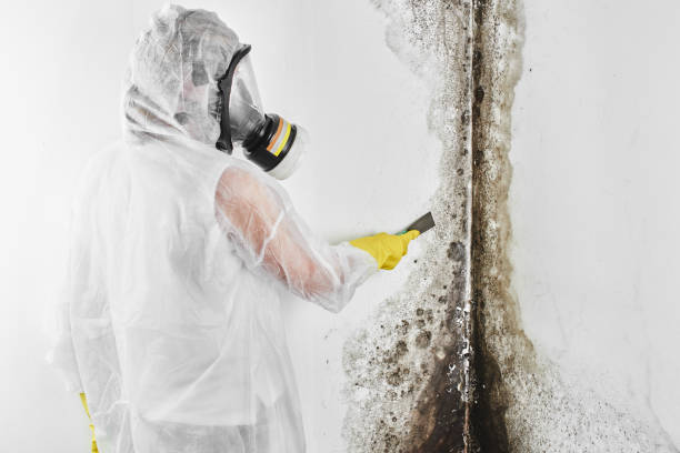 Best Office Mold Removal Services  in Dalhart, TX