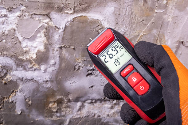 Best Toxic Mold Removal  in Dalhart, TX