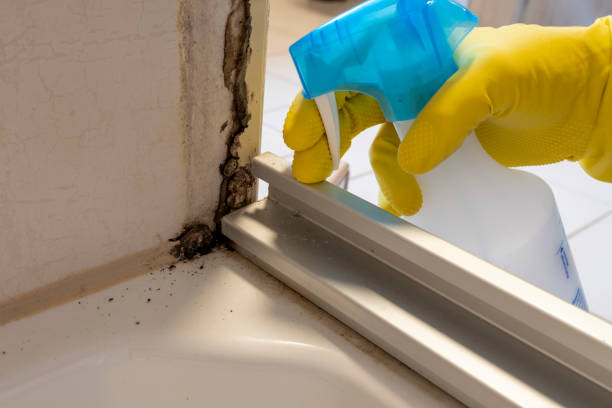 Best Local Mold Removal Service  in Dalhart, TX