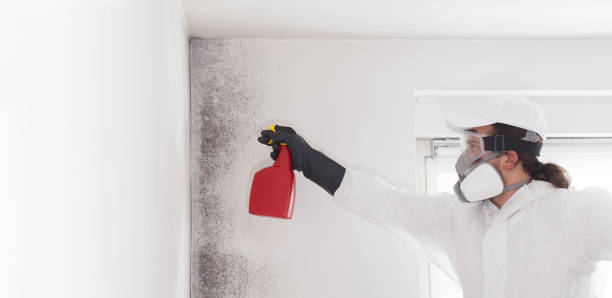 Best Attic Mold Removal  in Dalhart, TX