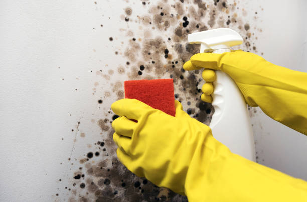 Best Attic Mold Removal  in Dalhart, TX