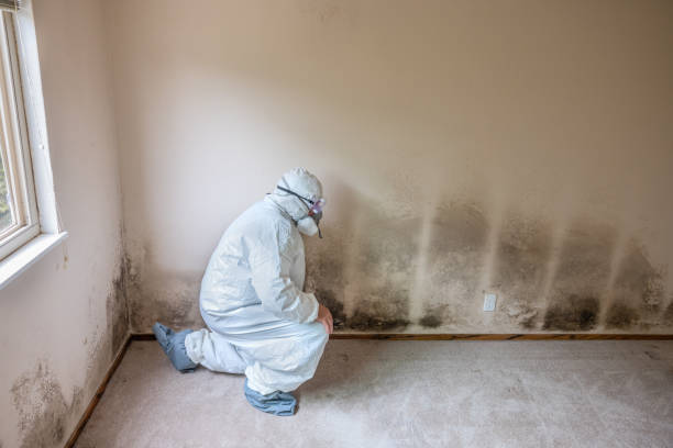 Best Local Mold Removal Service  in Dalhart, TX