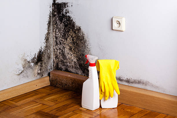 Best Same-Day Mold Removal  in Dalhart, TX