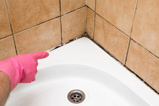 Attic Mold Removal in Dalhart, TX