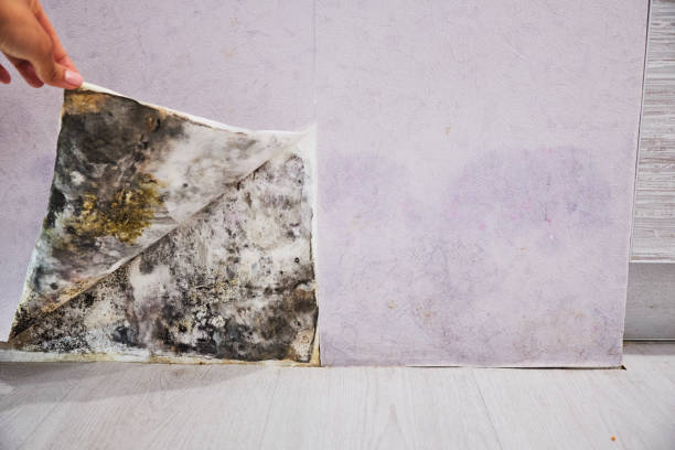 Best Certified Mold Removal  in Dalhart, TX